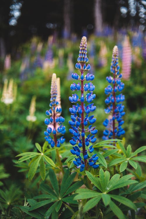 Free Shallow Focus Photo of Lupines Stock Photo