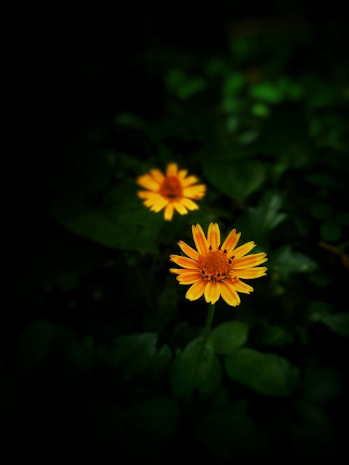 Yellow Flower in Tilt Shift Lens