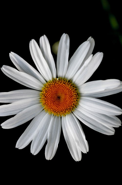 White Daisy in Bloom Close Up Photo