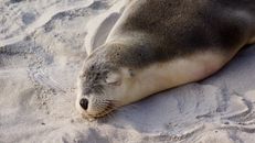 在澳大利亚的沙滩上，安详的海豹正沐浴着阳光