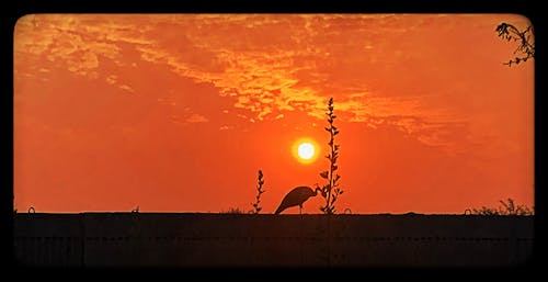 Free stock photo of peahen, sunrise