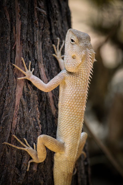 Close-Up Photo of Iguana on Brown Tree Trunk