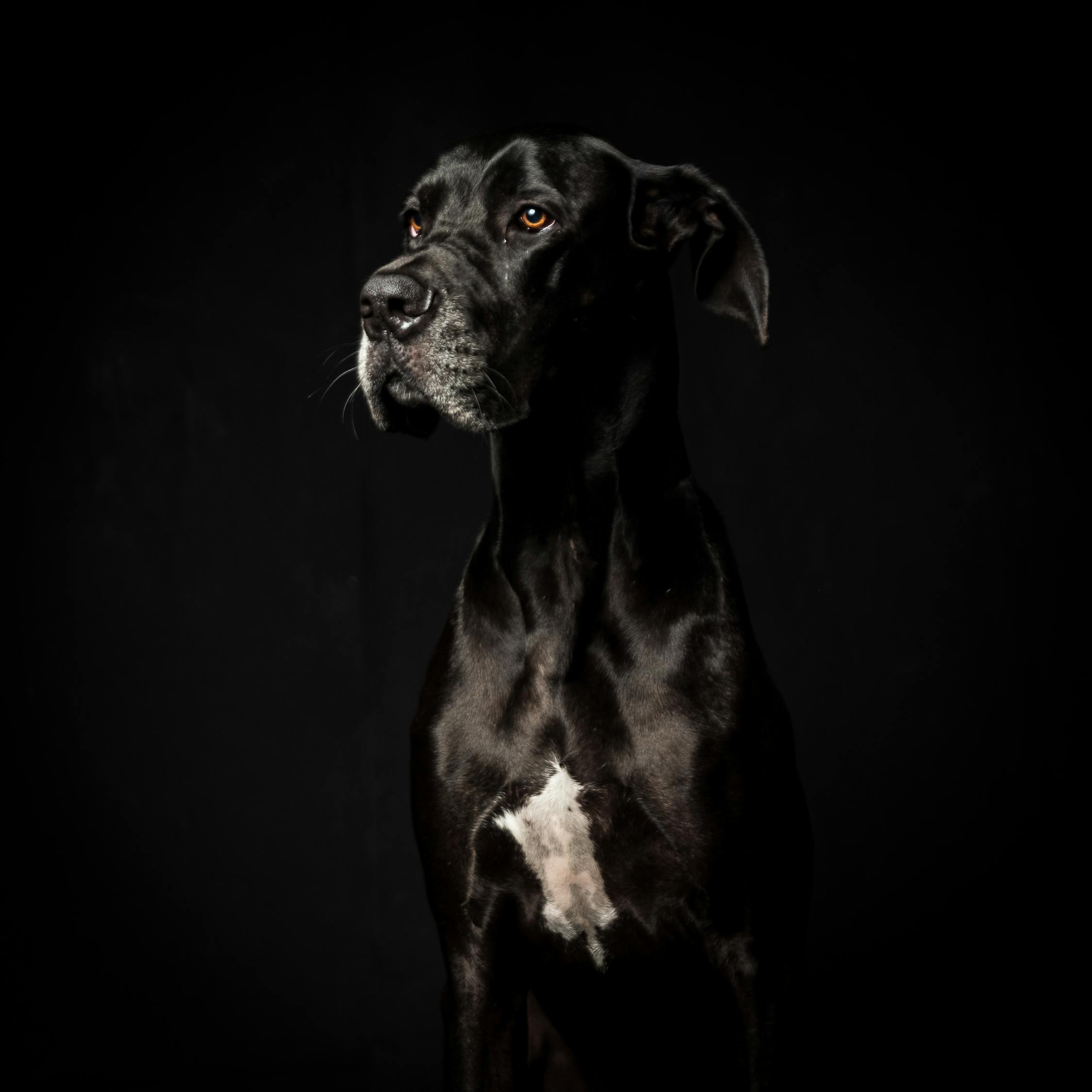 狗 黑色的 黑色的狗 - Pixabay上的免费照片 - Pixabay