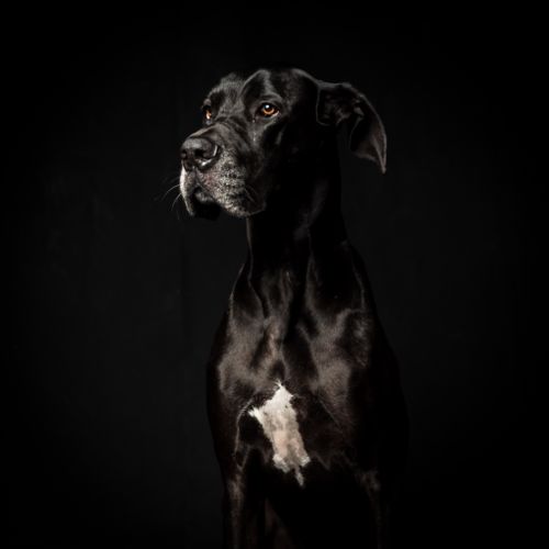 Moody dog portrait by Luis Kuthe on Pexels