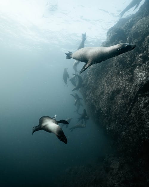 Seelöwe, Der Unter Wasser Schwimmt