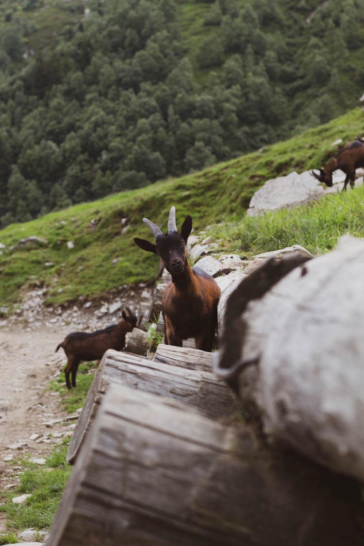 Brown Goats On The Side Of A Mountain