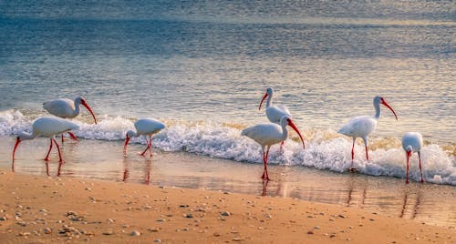 Free White Pelicans on Beach Shore Stock Photo