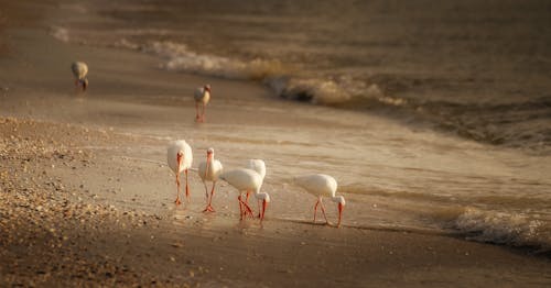 White Pelicans on Beach Shore