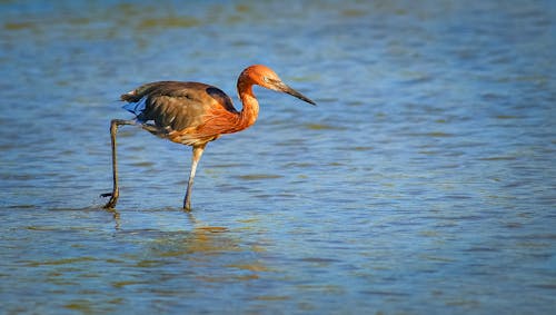 Brown Bird on Body of Water