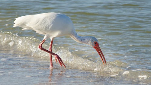 Darmowe zdjęcie z galerii z brzeg plaży, dzika przyroda, dziób