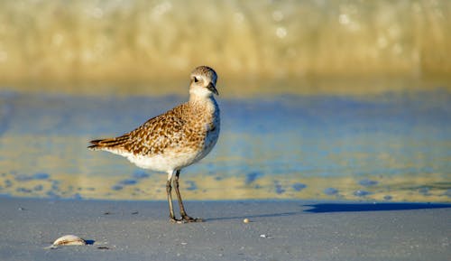 White and Brown Bird on Sand