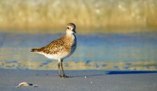 White and Brown Bird on Sand