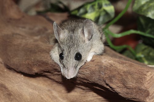 бесплатная Серая мышь у коричневой скалы Стоковое фото