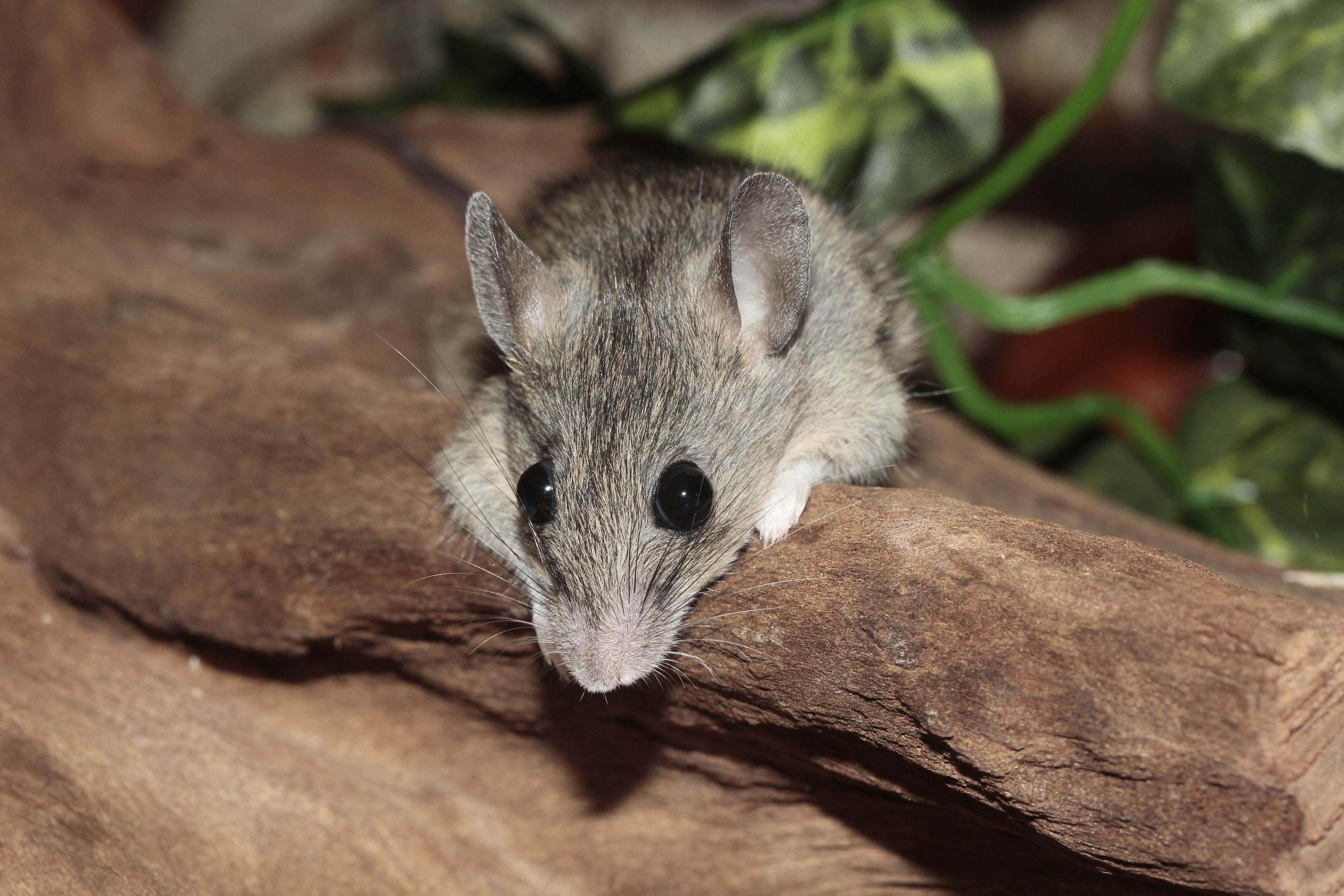 Rested Mouse Grey Mouse at the Brown Rock · Free Stock Photo