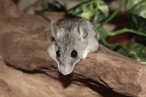 Free Close-up of a cute mouse on a wooden log with green leaves in the background. Stock Photo