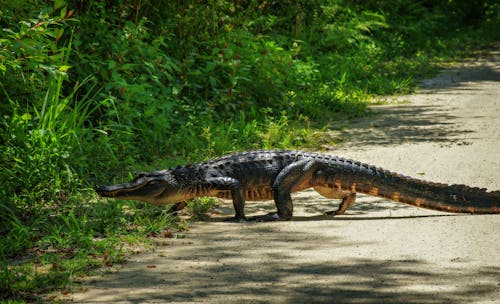 An Alligator Crossing an Unpaved Road