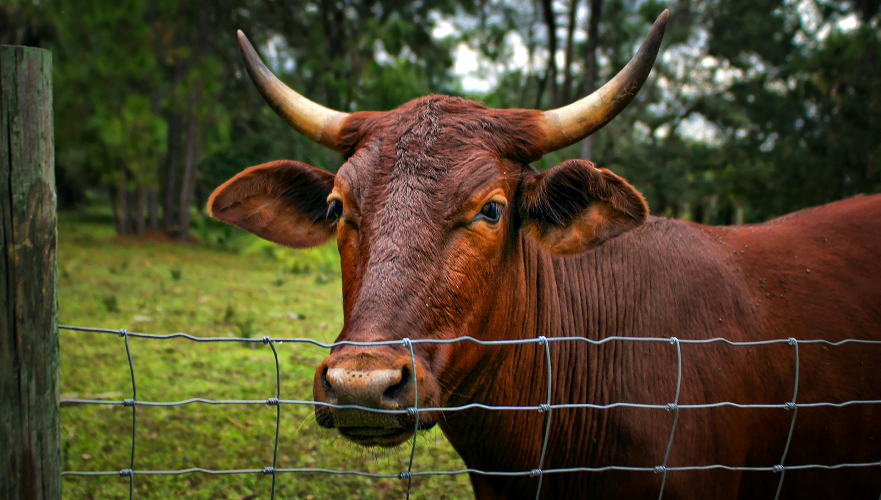 Gratuit Photos gratuites de agriculture, animal, animal à cornes Photos