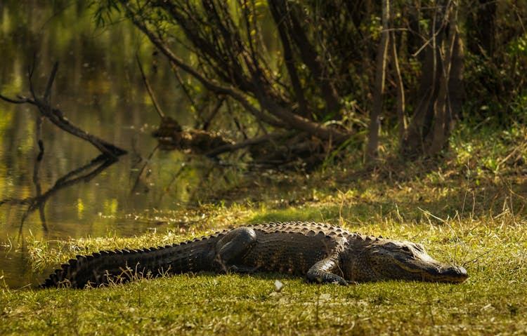 An Alligator Resting Near A Swamp