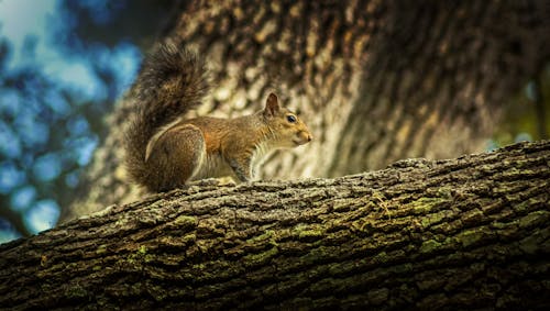 Foto d'estoc gratuïta de a l'aire lliure, adorable, animal