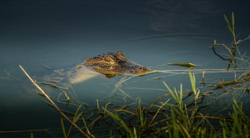 Free Alligator Peeking From Water Stock Photo