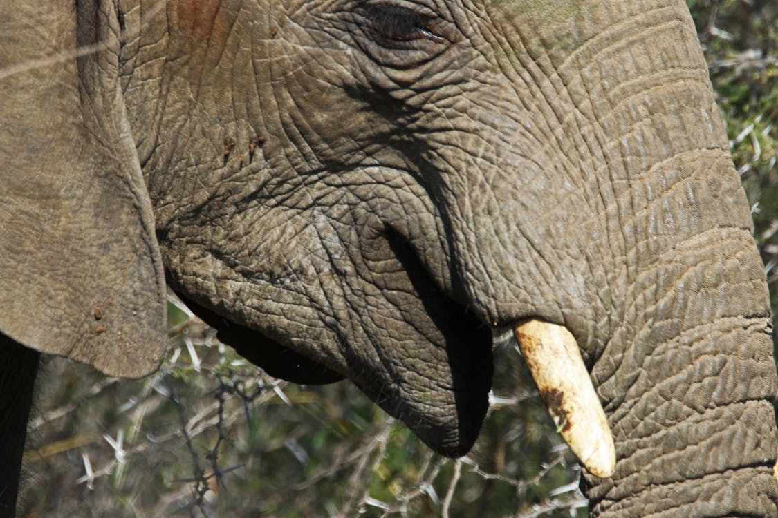 Elefante Negro