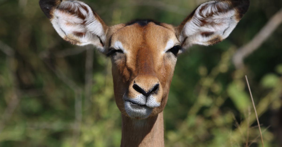 Free stock photo of buck, ears, eyes