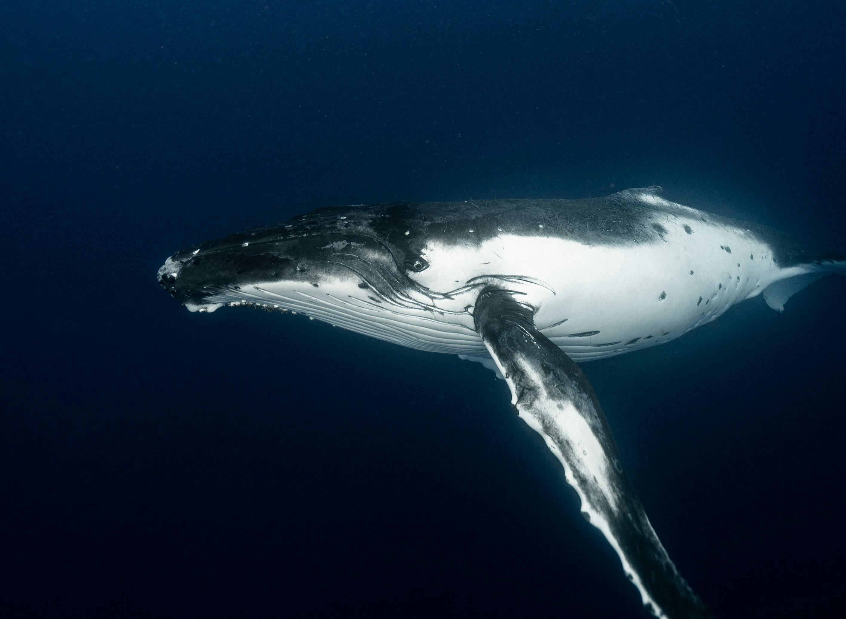 L'importance de la restauration des habitats aquatiques