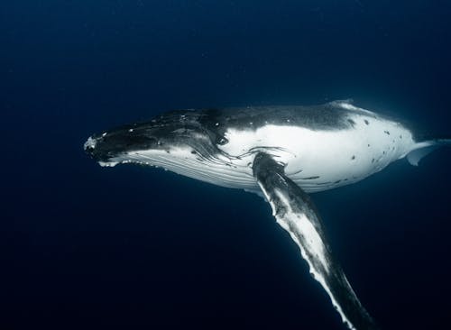 Whale in blue depth of ocean