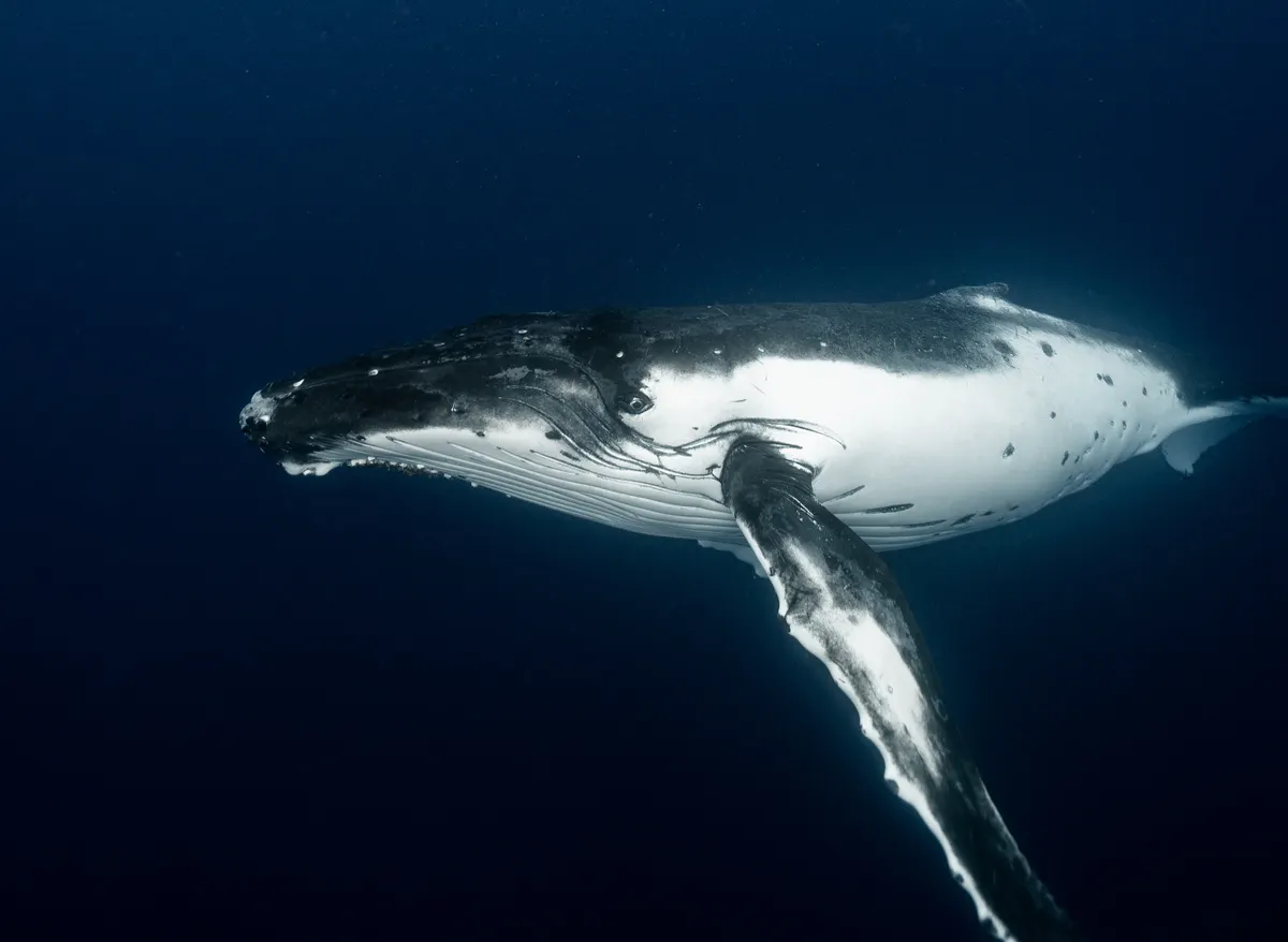 Bowhead Whale DNA Repair: The Cellular Secrets of Mammalian Longevity