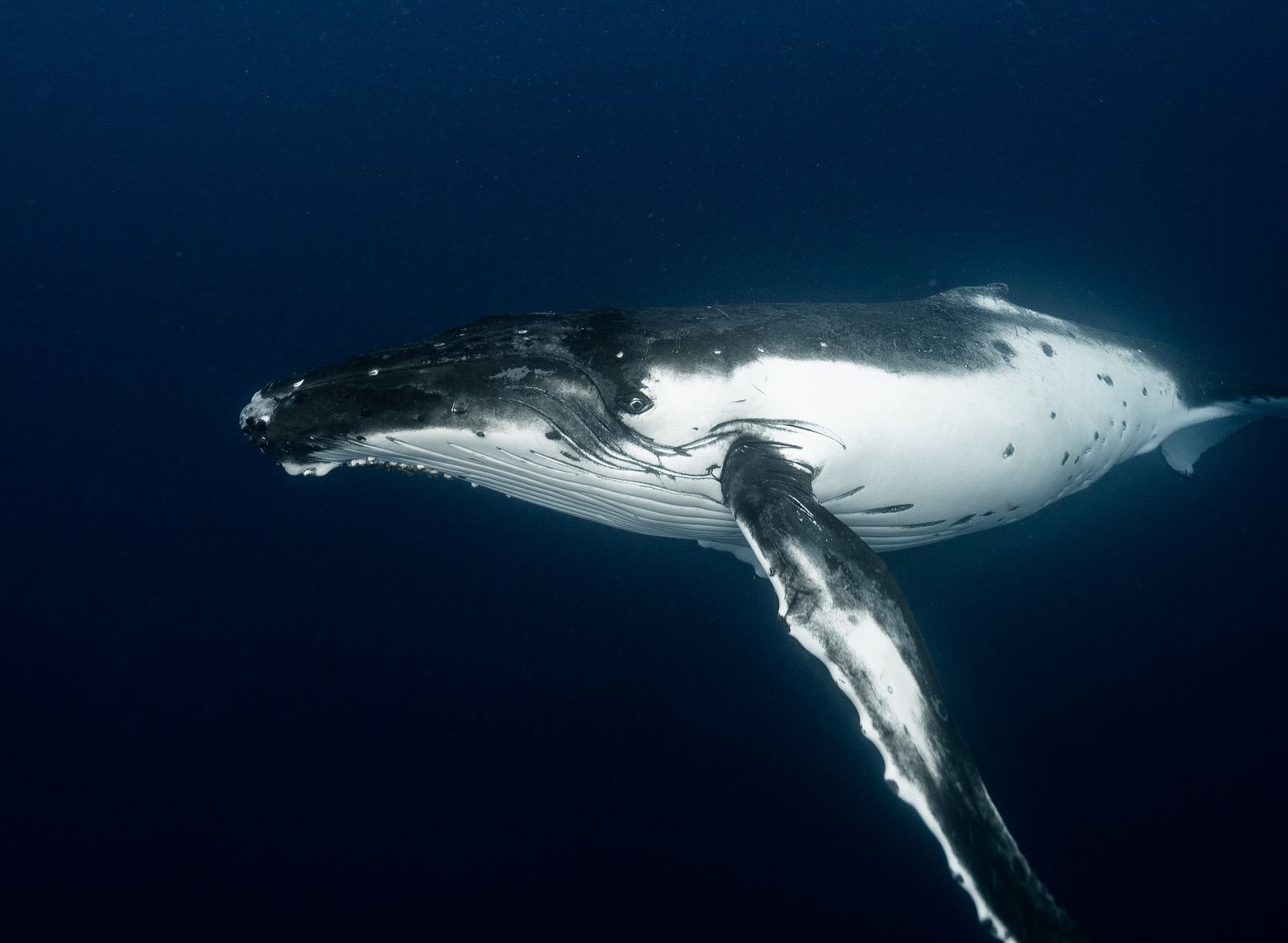 Persona haciendo snorkel mientras observa una ballena jorobada en Tonga.