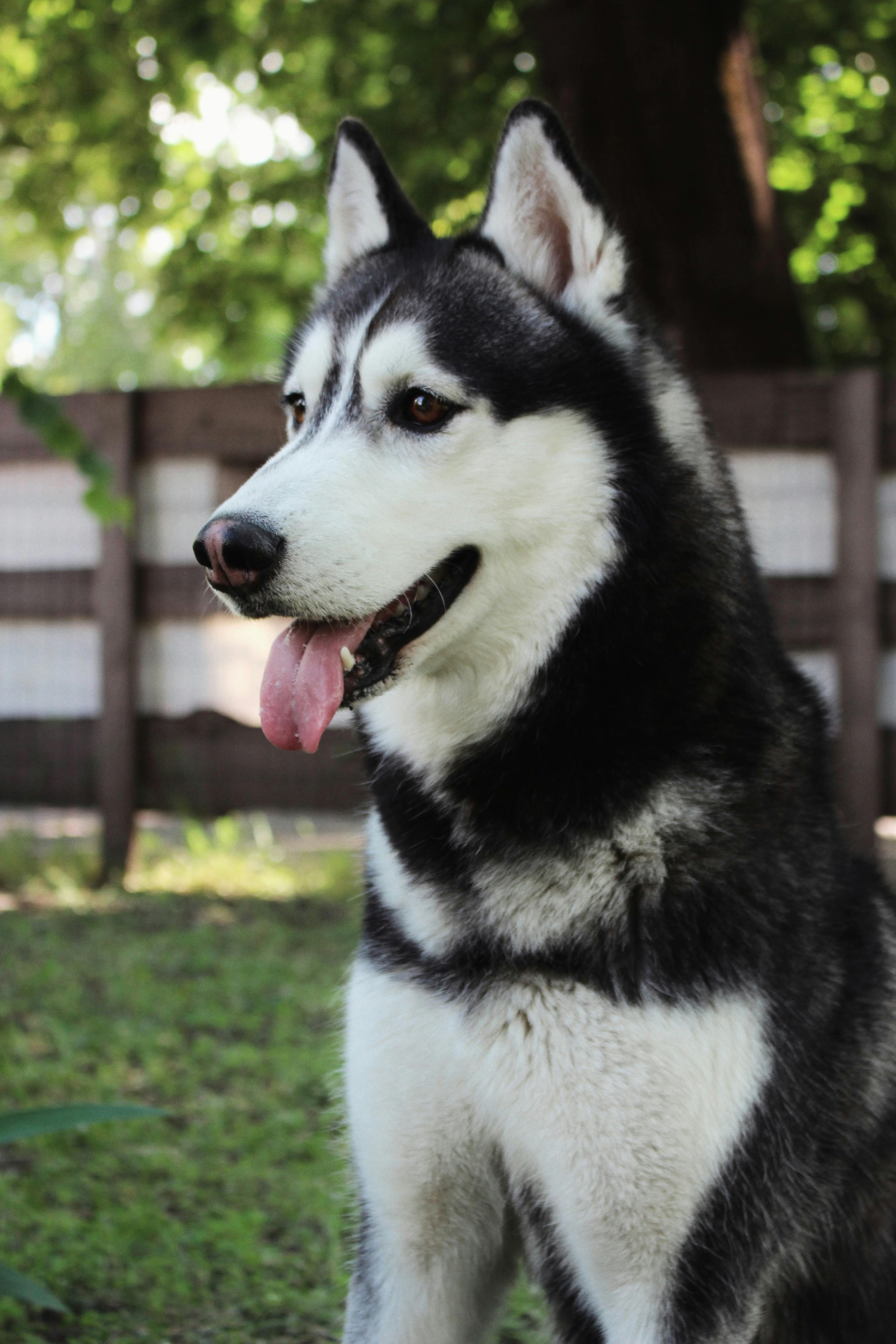 Photo Of Siberian Husky Puppy · Free Stock Photo