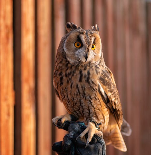 Ücretsiz büyük boynuzlu baykuş, gece hayvanı, hayvan içeren Ücretsiz stok fotoğraf Stok Fotoğraflar