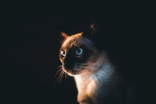 Bezpłatne Darmowe zdjęcie z galerii z fotografia zwierzęcia, kocie oczy, kot syjamski Zdjęcie z galerii