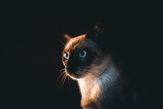 Intriguing close-up of a Siamese cat with striking blue eyes in dramatic lighting.