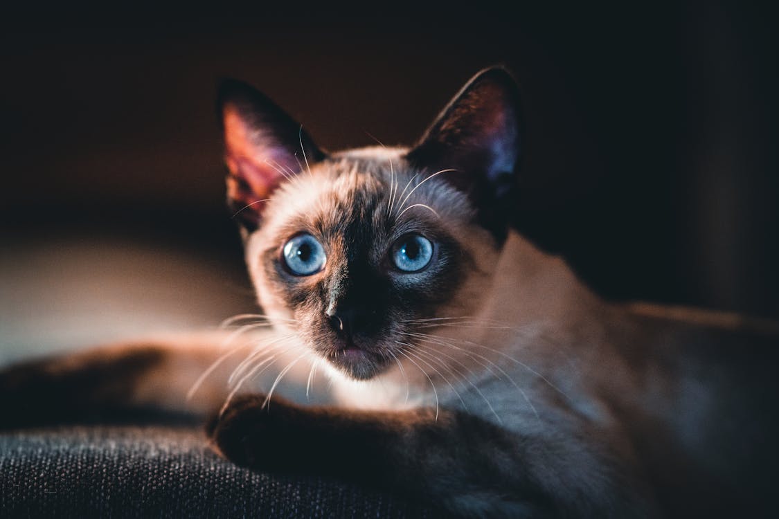 A Close-Up Shot of a Siamese Cat