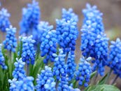 花园中，蓝色葡萄风信子花朵的特写生动展示了大自然的美丽