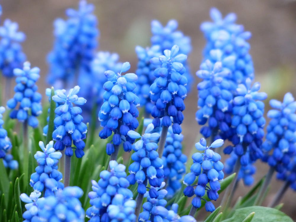 無料 緑の葉と青い花びらの花 写真素材