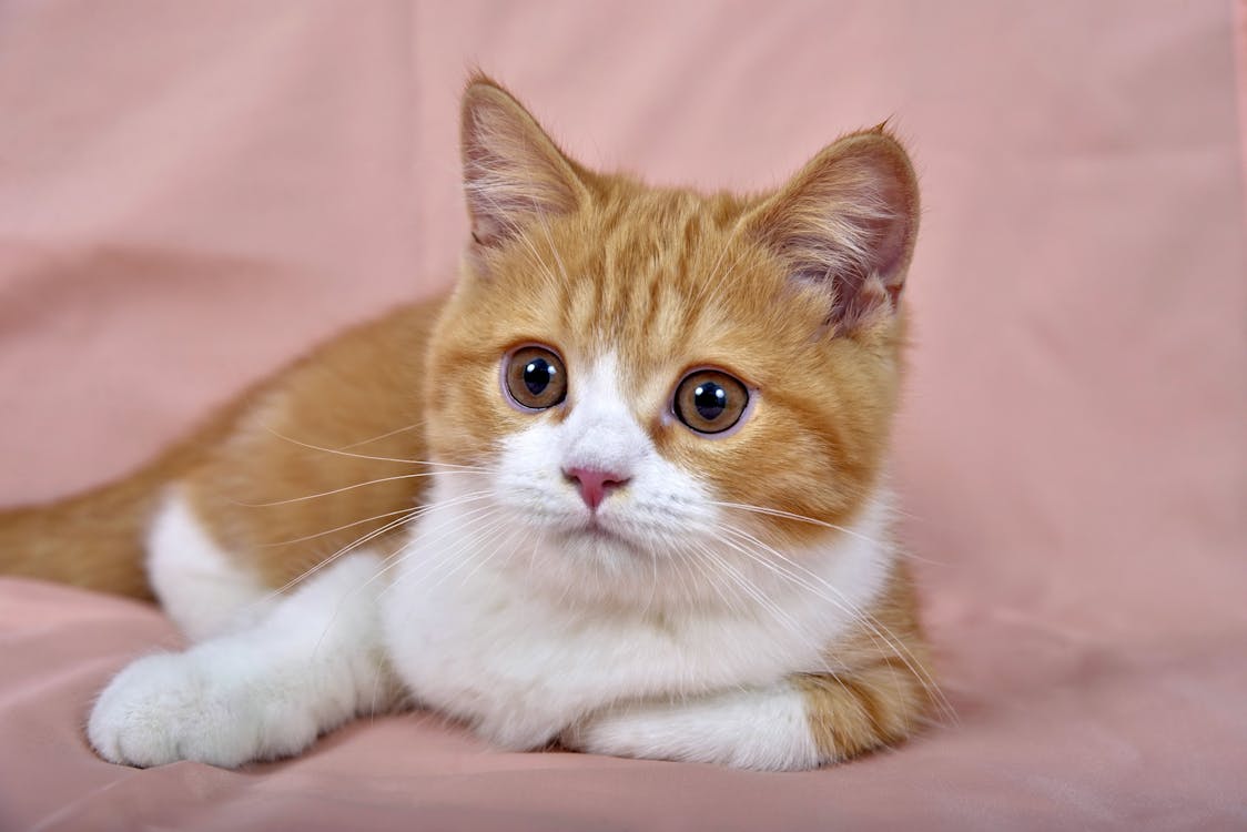 A Close-Up Shot of a Tabby Kitten