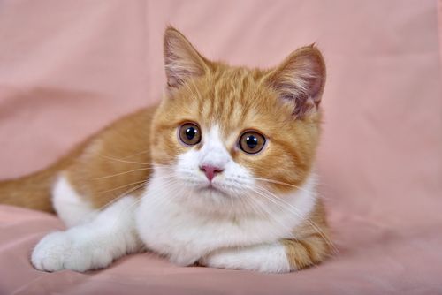 Free Close-up portrait of an adorable orange tabby kitten with bright eyes. Stock Photo
