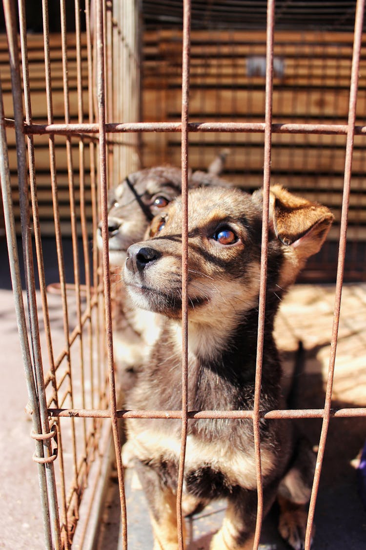 Dogs In A Cage