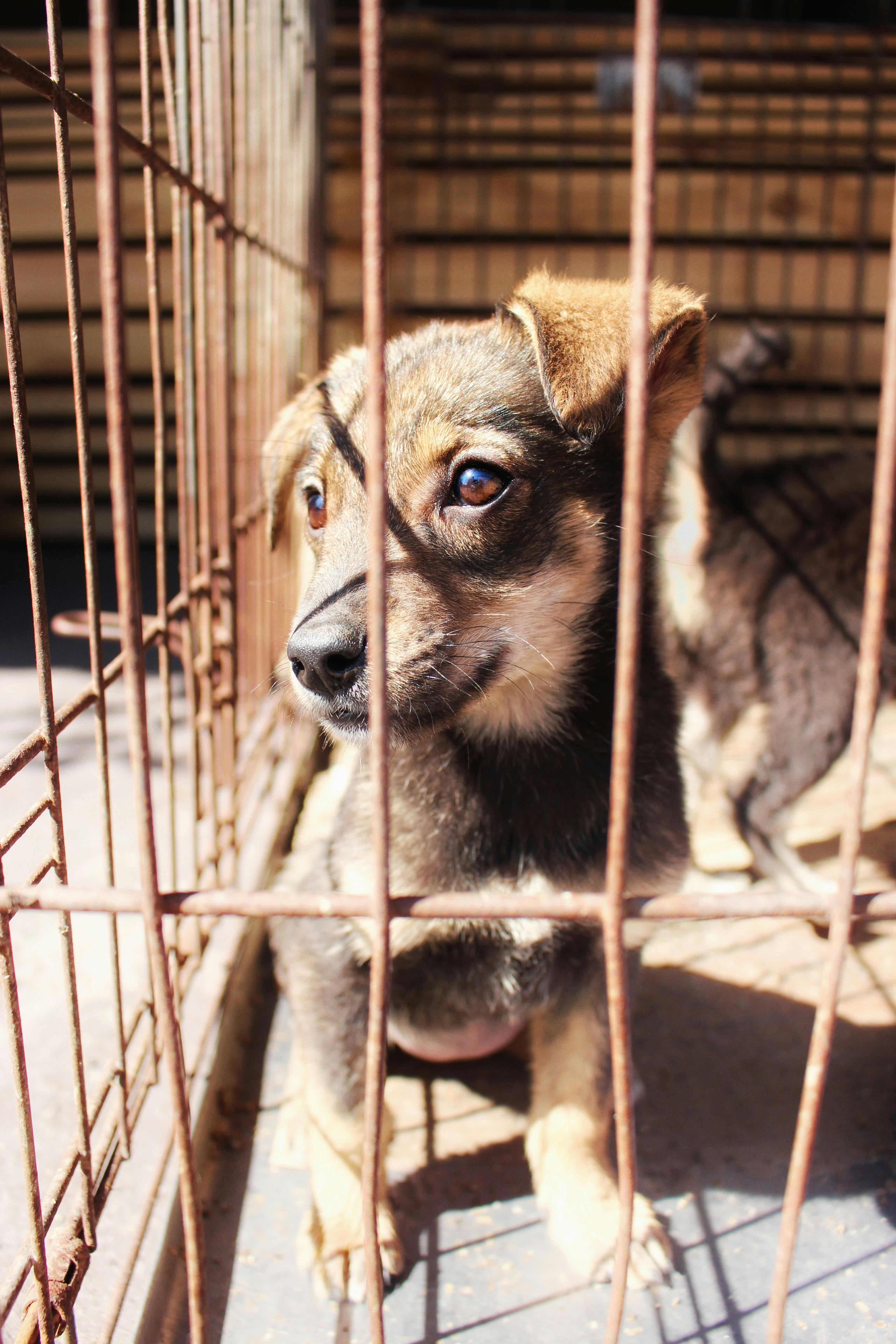 A Dog Inside a Cage · Free Stock Photo