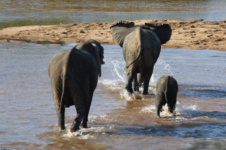 Free stock photo of africa, baby, baby elephant