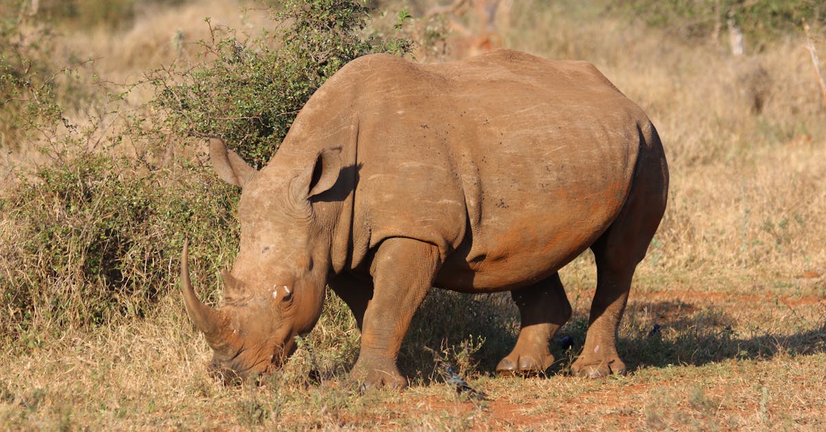 How do you eat an elephant