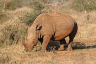 Elephant Walking · Free Stock Photo