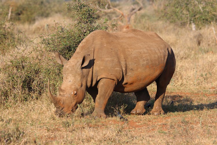 Brown Rhino In Green Open Field