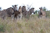 克鲁格国家公园里，一群斑马正在放牧，展示着它们独特的黑白条纹