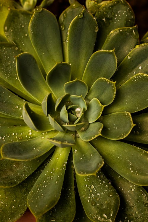 A Close-Up Shot of a Succulent Plant