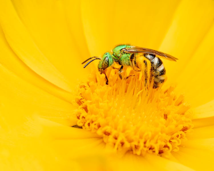 Wasp Sitting On Flower And Eating Pollen