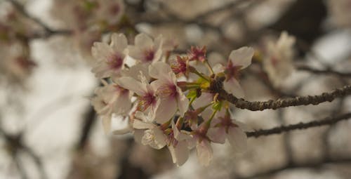 Free stock photo of beautiful flowers, cherry blossom, tree