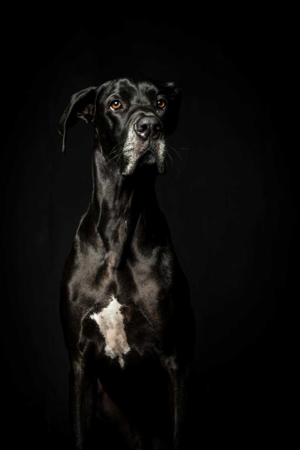 Great Dane